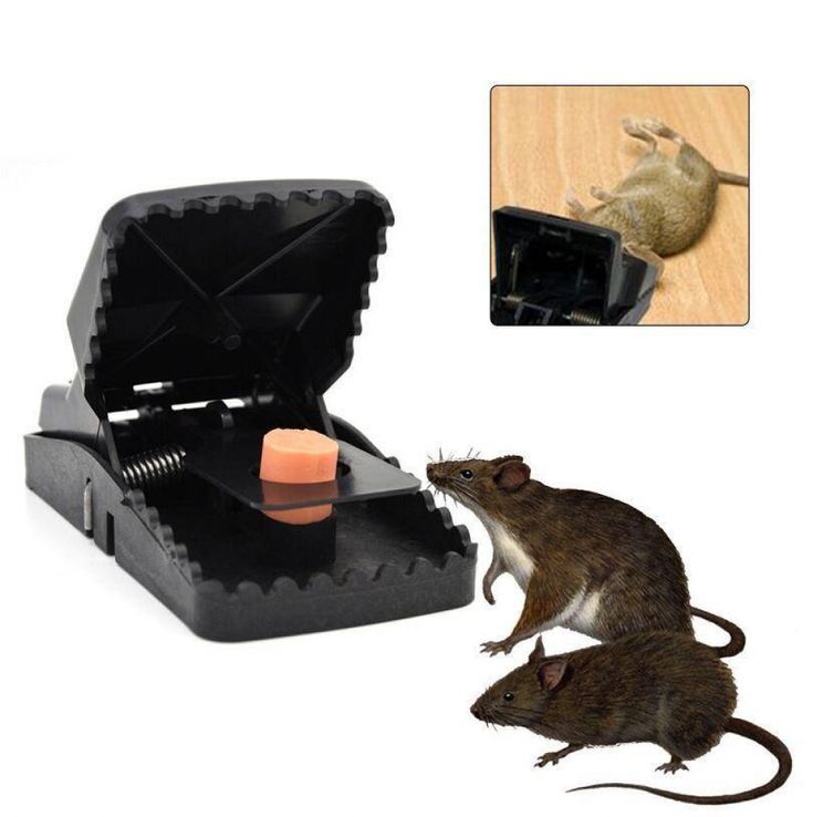 Heavy-Duty High-Efficiency Snap Mouse Trap Set